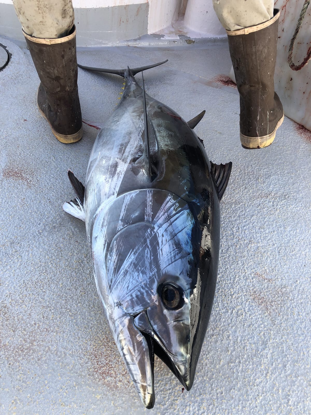 A bluefin tuna on the deck after an offshore Southern California trip