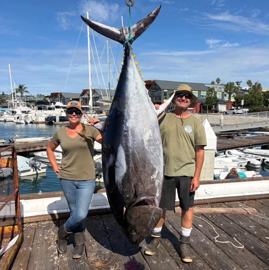 The bluefin hanging at the dock