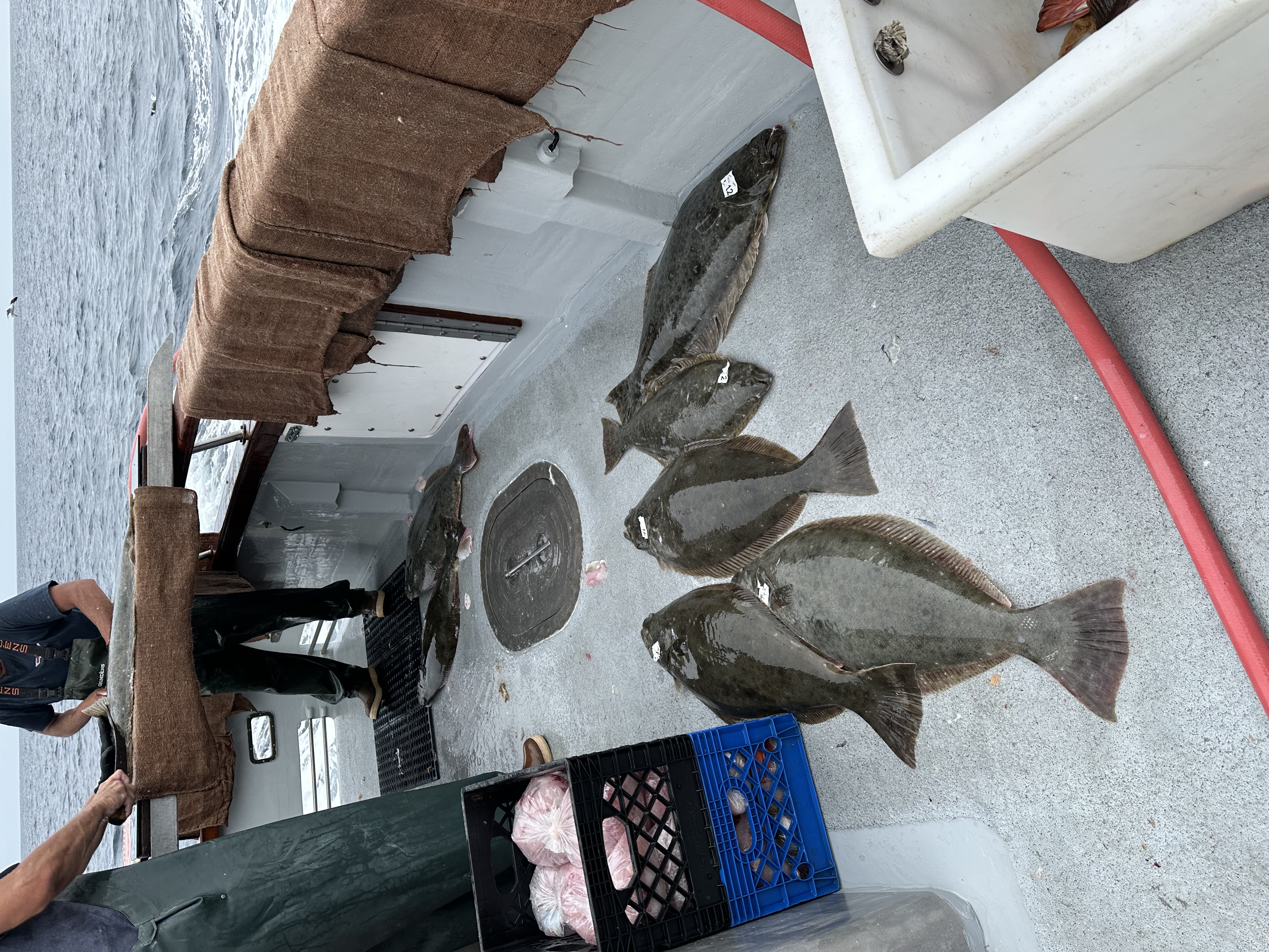 A spread of quality halibut laid out on the deck of a Catalina sportfishing boat, with bagged fillets in a crate