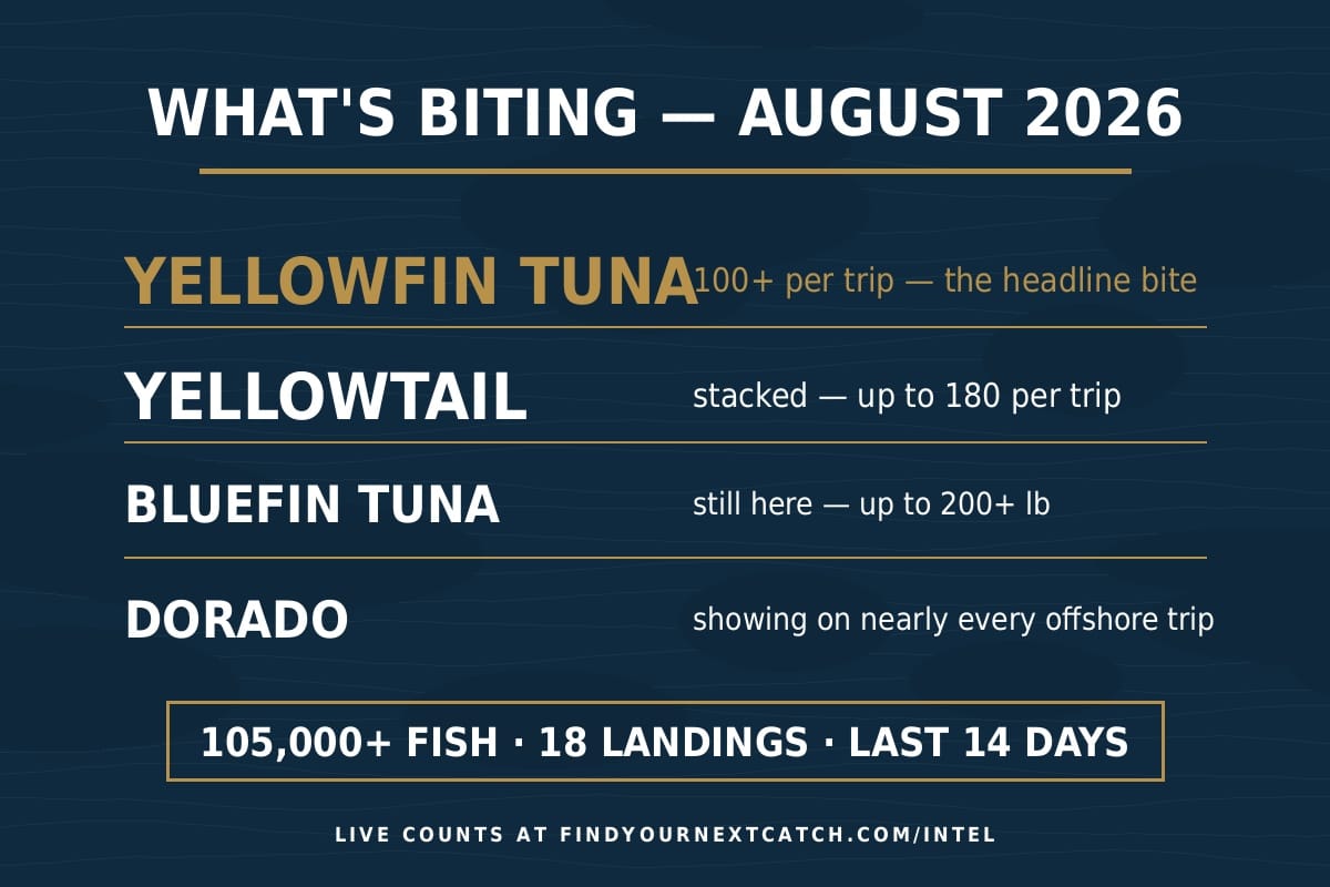 What's biting off Southern California in August 2026: yellowfin tuna, yellowtail, bluefin tuna, and dorado