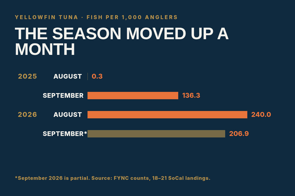 Yellowfin catch rate, September 2025 versus August 2026