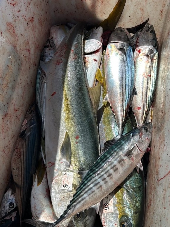 Bonito, calico bass and yellowtail in the fish box of the Freedom, a 22nd Street Landing boat, after an August 7 overnight.