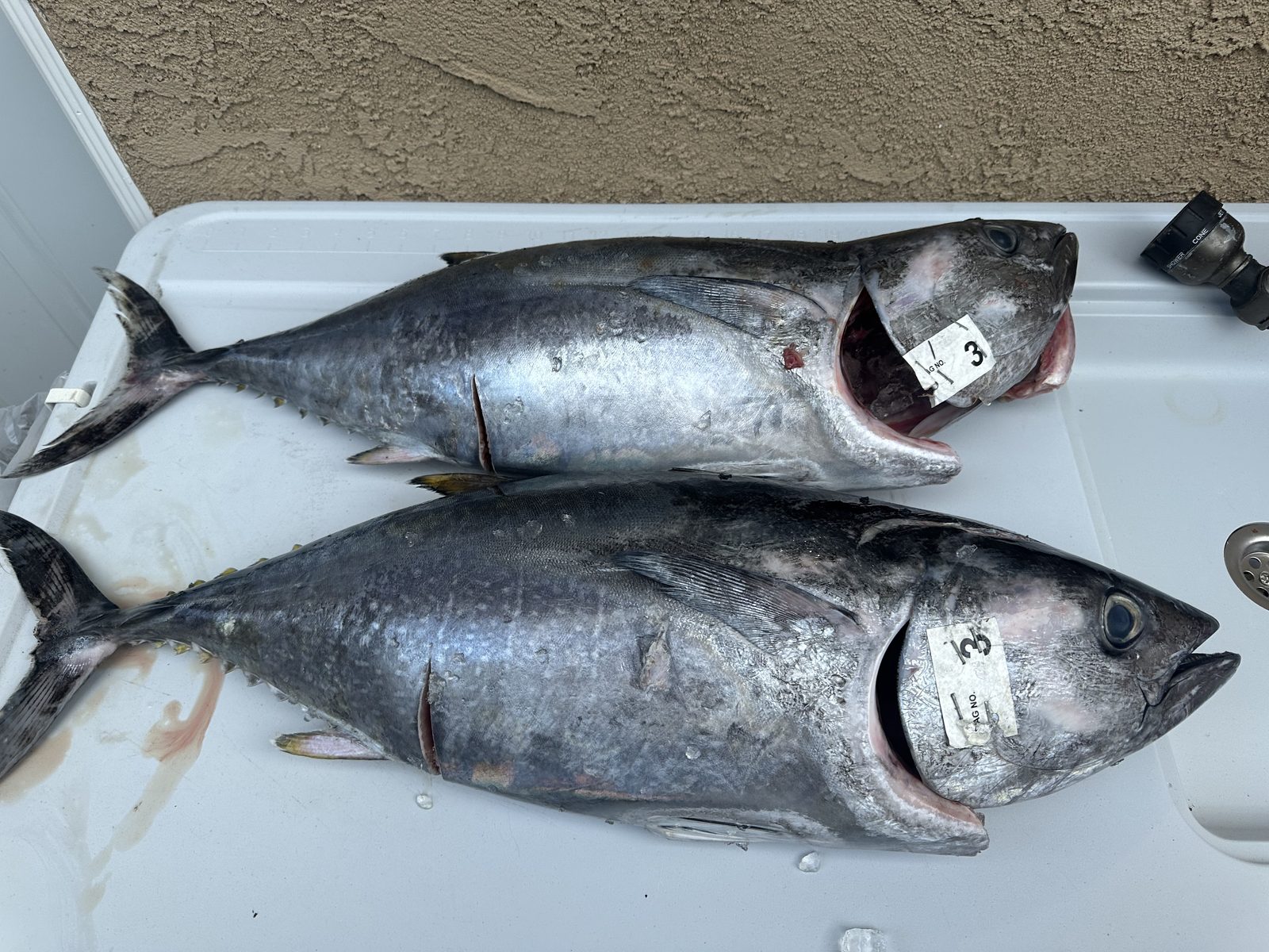 Two bluefin tuna from a San Diego offshore trip