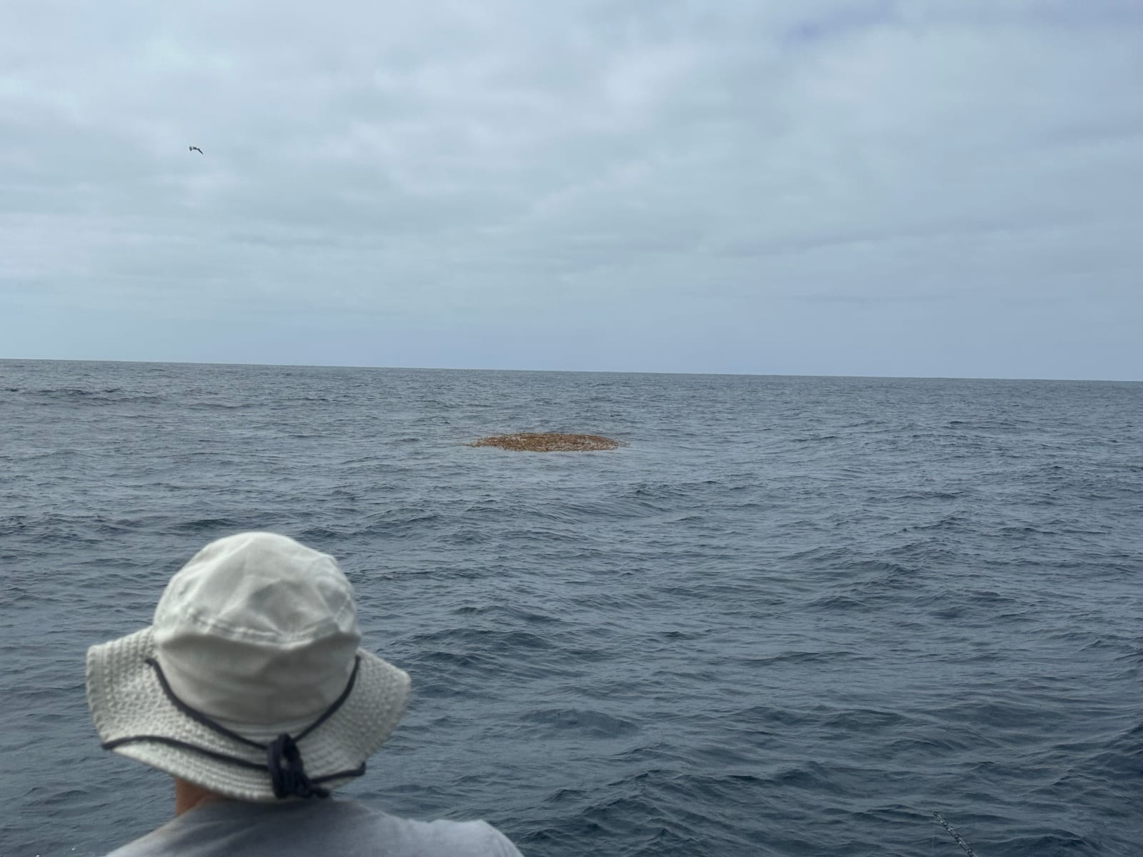 An angler in a bucket hat watches a drifting kelp paddy on the open ocean off the Horizon while hunting yellowtail
