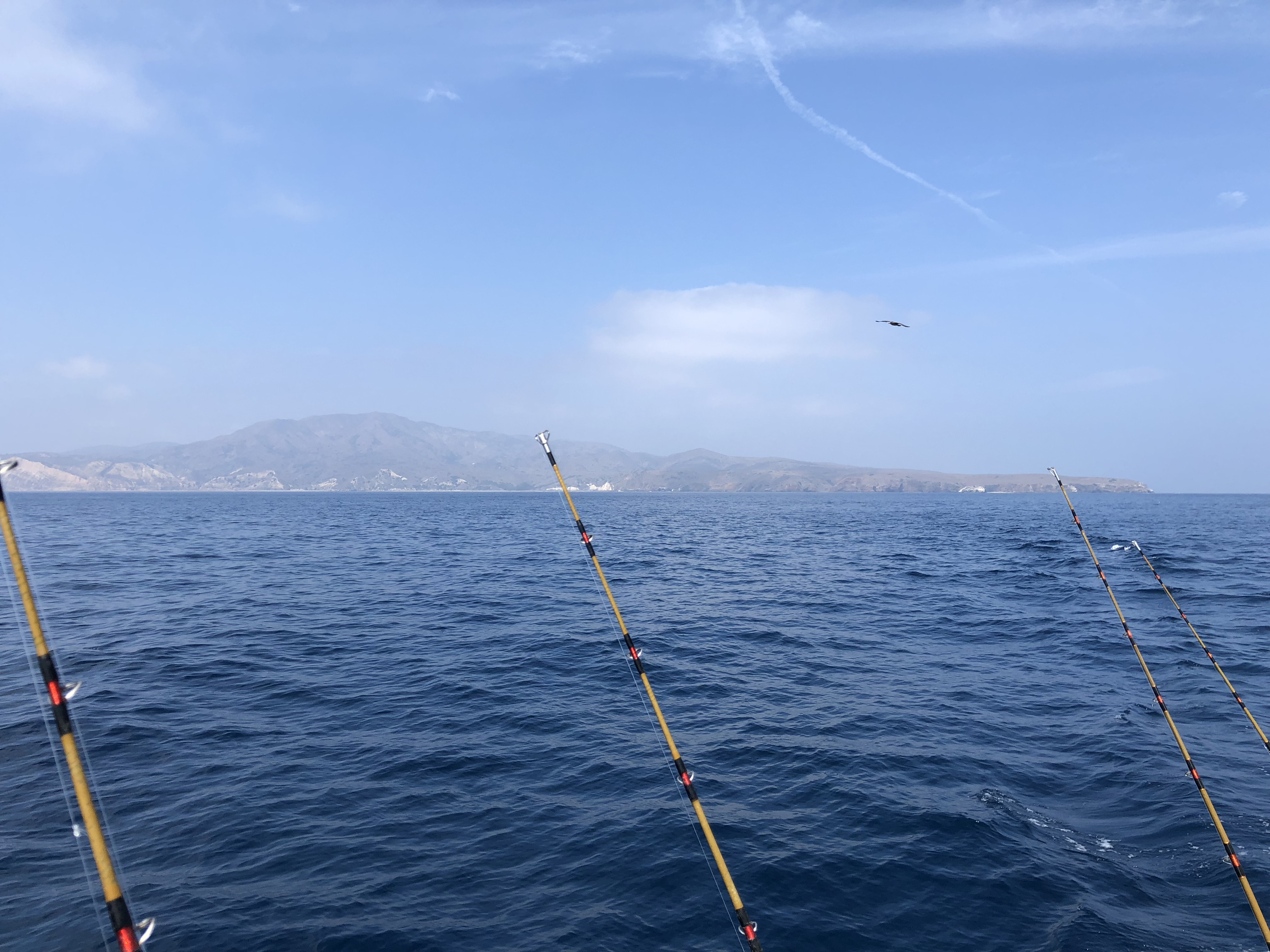 Single rod deployed off the side of the boat with a bird soaring above and a distant Channel Island on the horizon