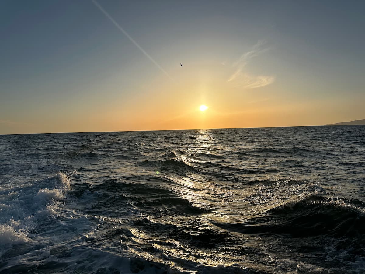Sunrise over the wake with a single seagull above the horizon