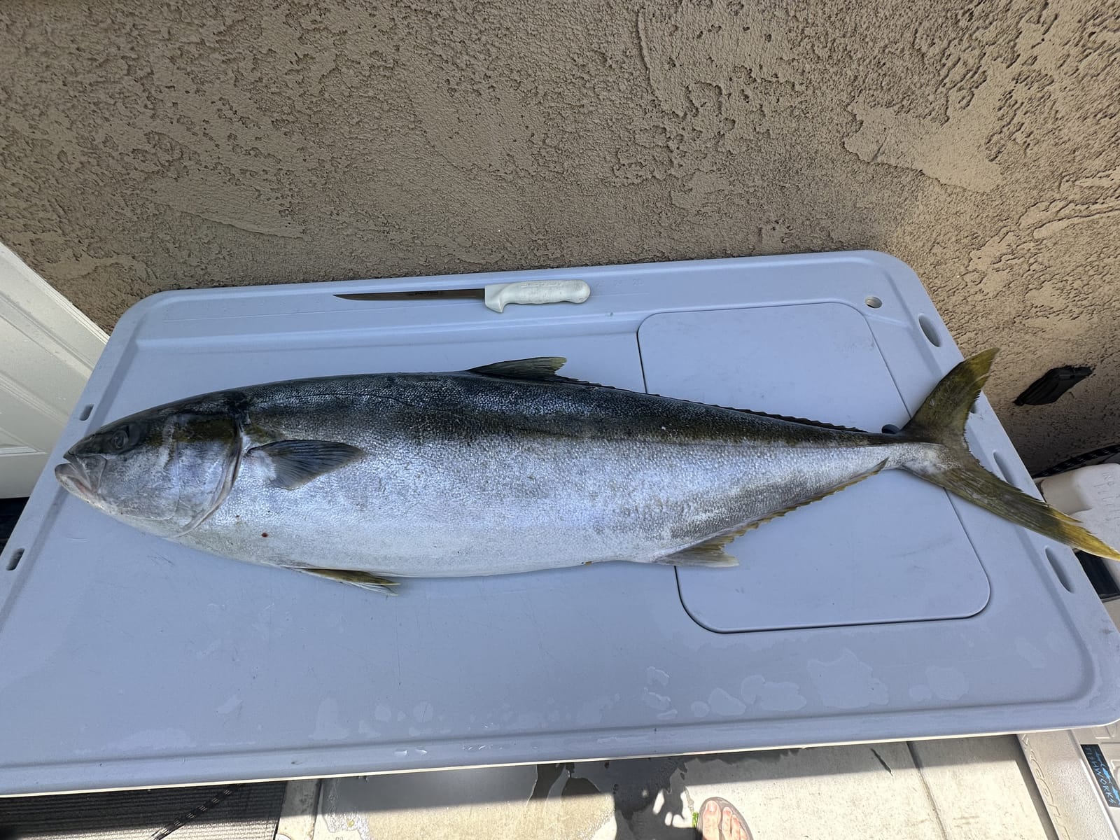 A California yellowtail laid out on the deck after a SoCal sportfishing trip