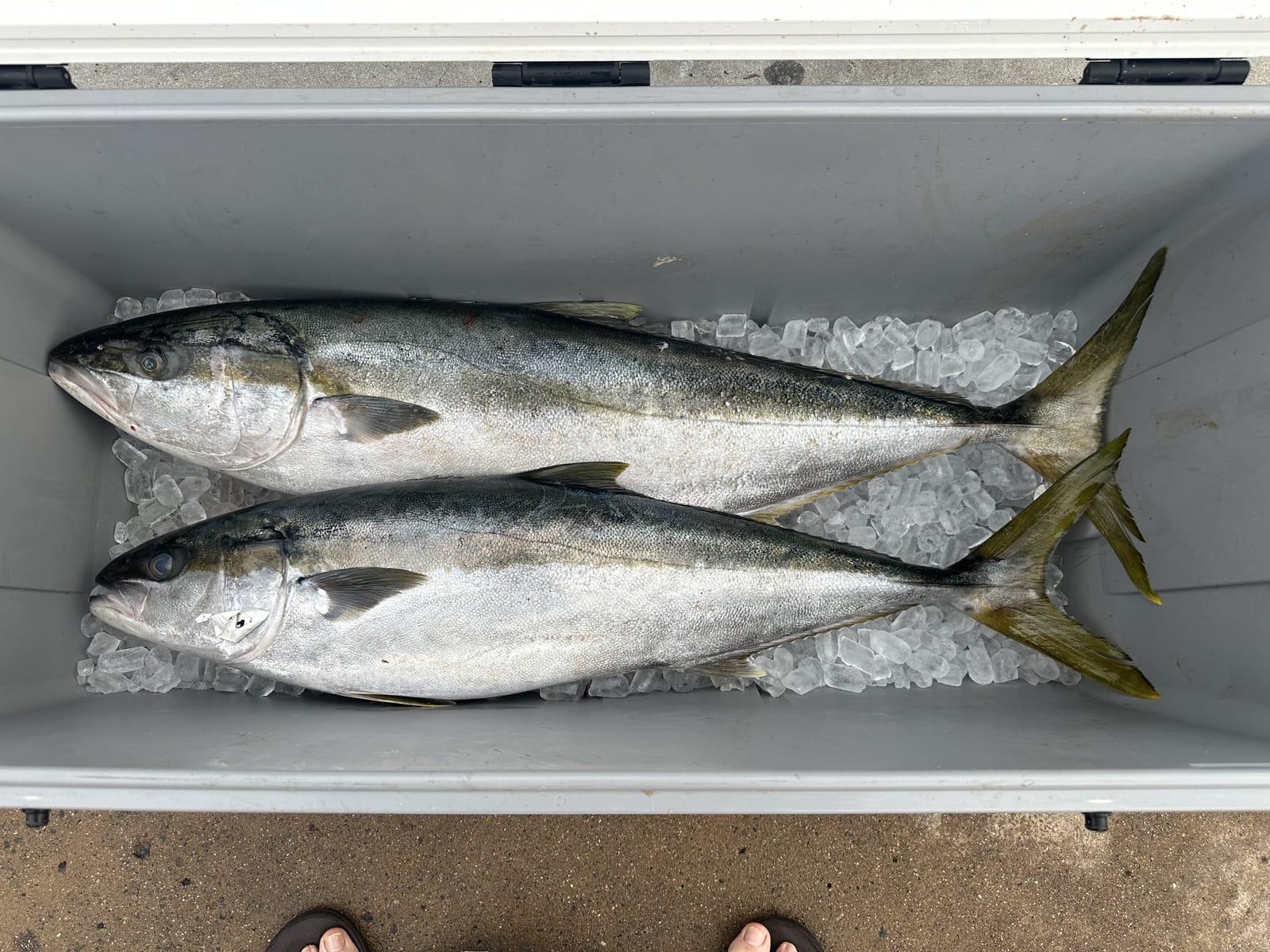Two California yellowtail on ice in the cooler after a successful SoCal trip