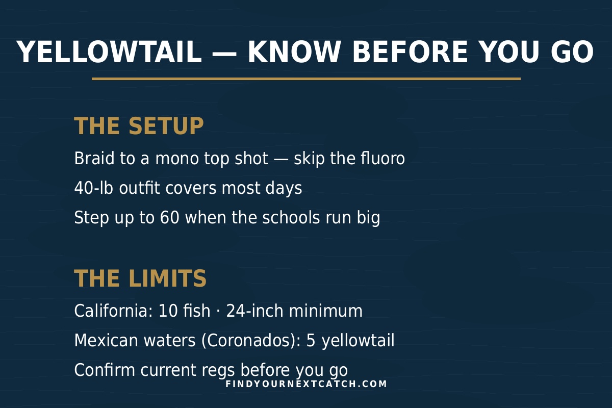 Yellowtail gear and limits: braid to mono top shot, 40-pound outfit, California 10-fish limit, Mexican waters 5-fish limit