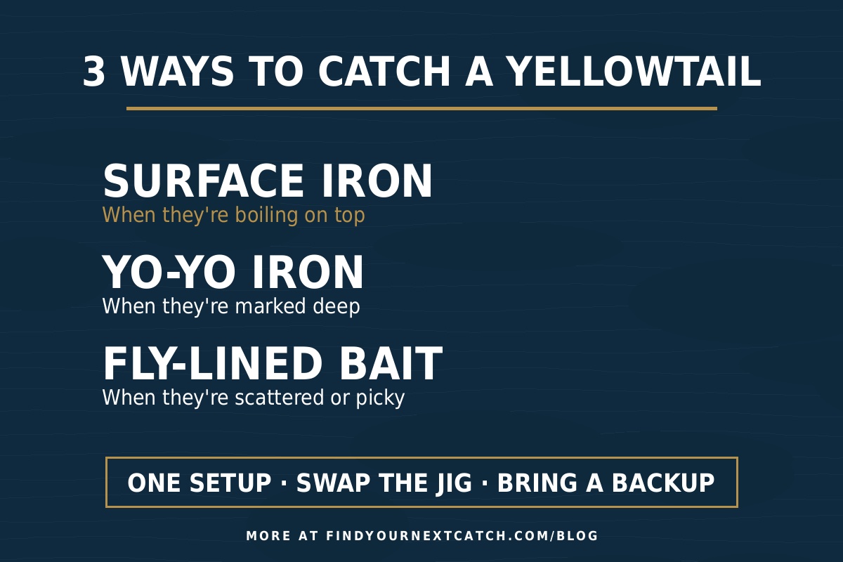 The three ways to catch a yellowtail: surface iron when they're boiling, yo-yo iron when they're deep, fly-lined bait when they're scattered