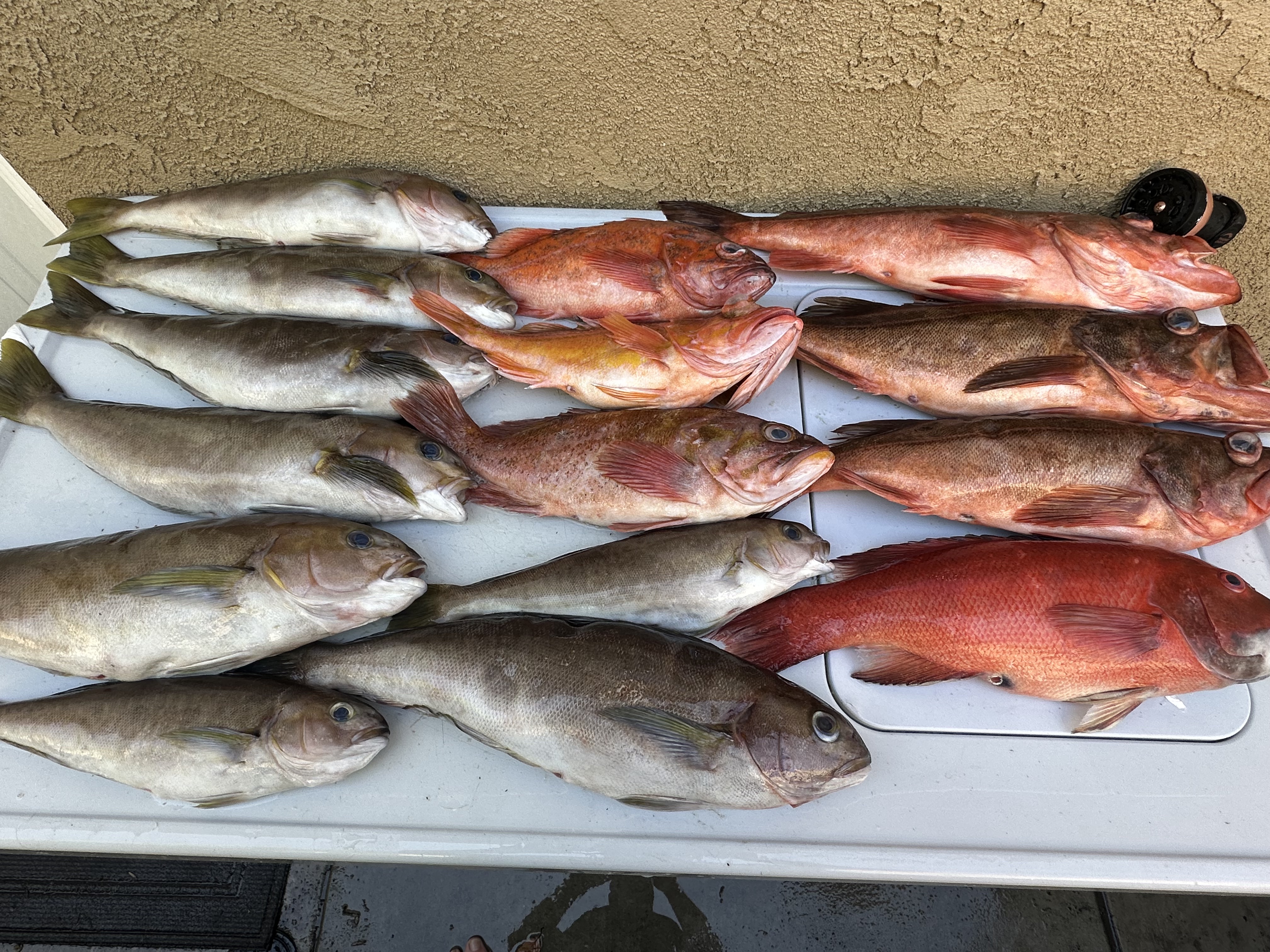 SoCal mixed bag of whitefish, rockfish, and a sheephead from an island bottom trip